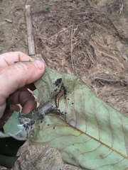 Omphalocera munroei