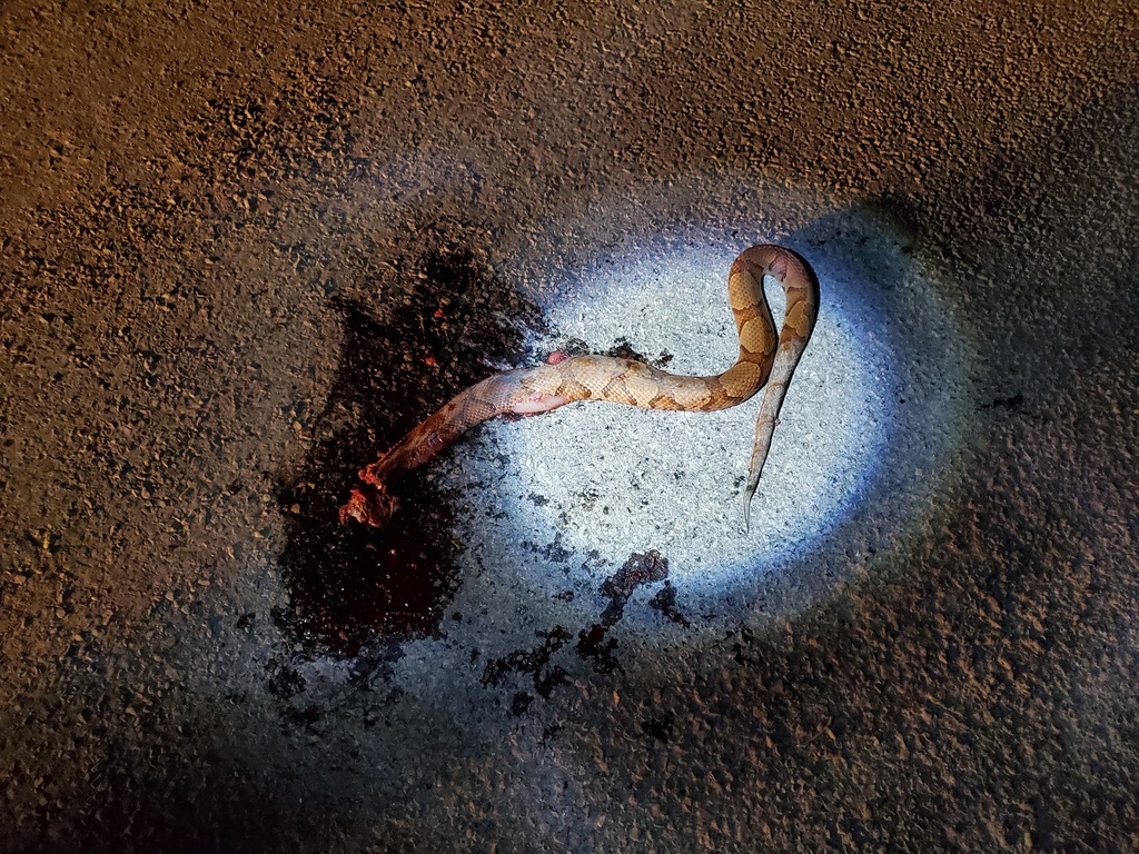 Eastern Copperhead from Alexander, Illinois, United States on October ...