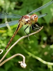 Libellula flavida