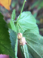 Neolasioptera farinosa