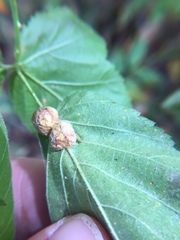 Neolasioptera farinosa