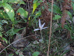 Colchicum longifolium