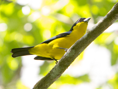 Anisognathus somptuosus