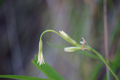 Leucocoryne alliacea