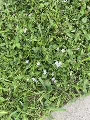 Richardia grandiflora