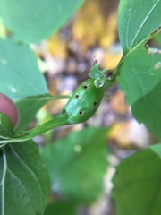 Asphondylia eupatorii