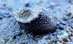 Amblychilepas omicron