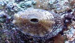 Amblychilepas omicron