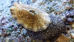 Amblychilepas omicron