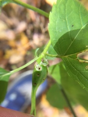 Asphondylia eupatorii