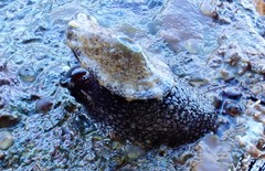 Amblychilepas omicron