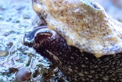 Amblychilepas omicron