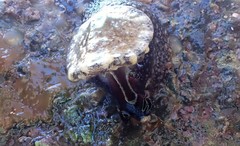 Amblychilepas omicron