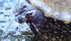 Amblychilepas omicron