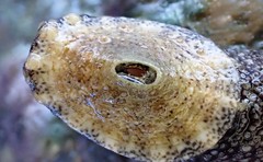 Amblychilepas omicron