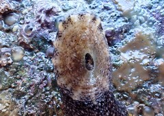 Amblychilepas omicron