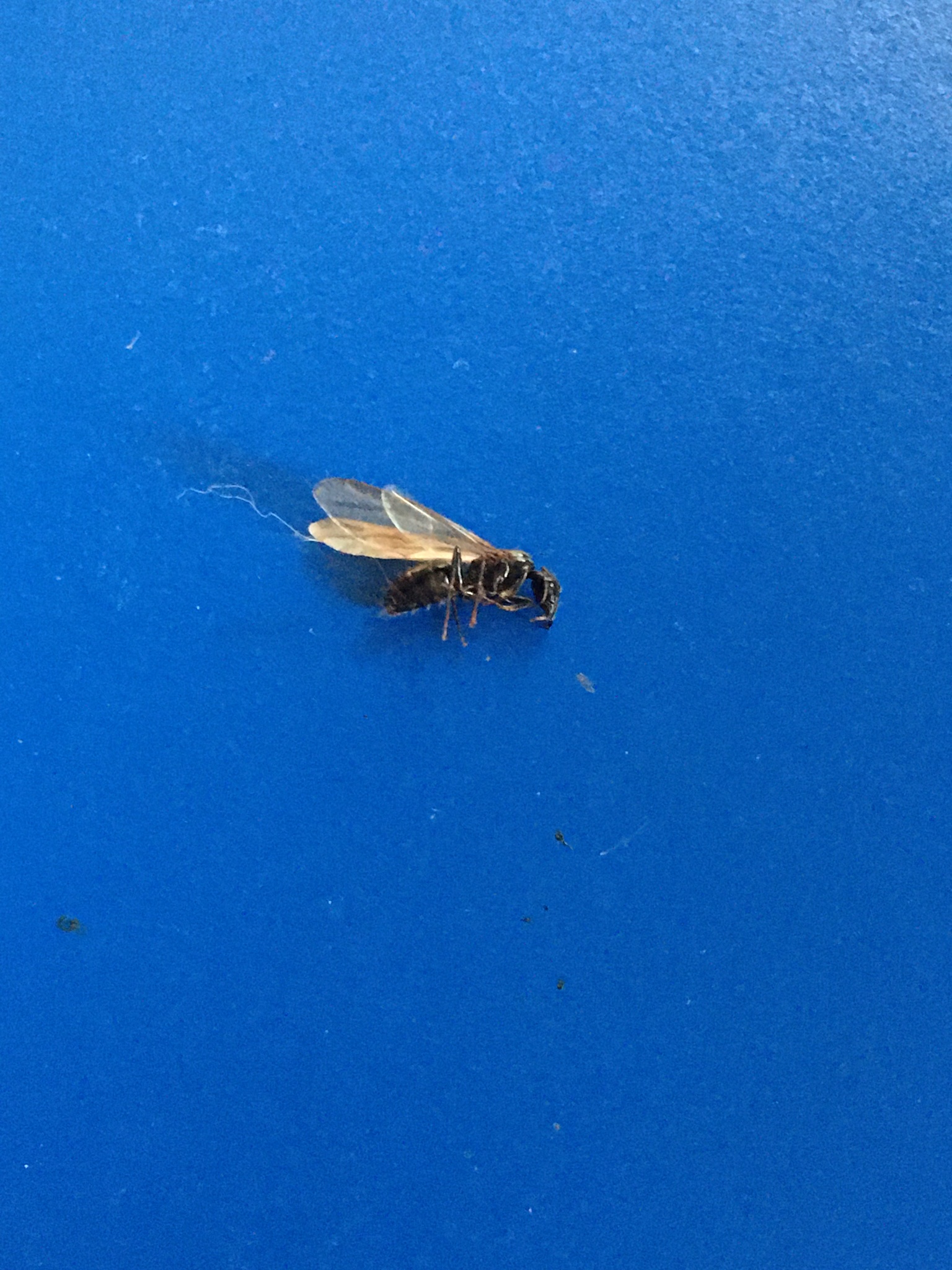Camponotus modoc