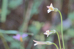 Leucocoryne alliacea