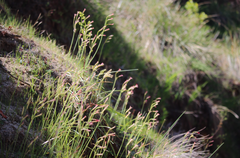 Leucocoryne alliacea