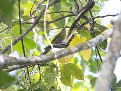Chlorospingus flavopectus