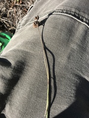 Juncus falcatus