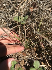 Juncus falcatus
