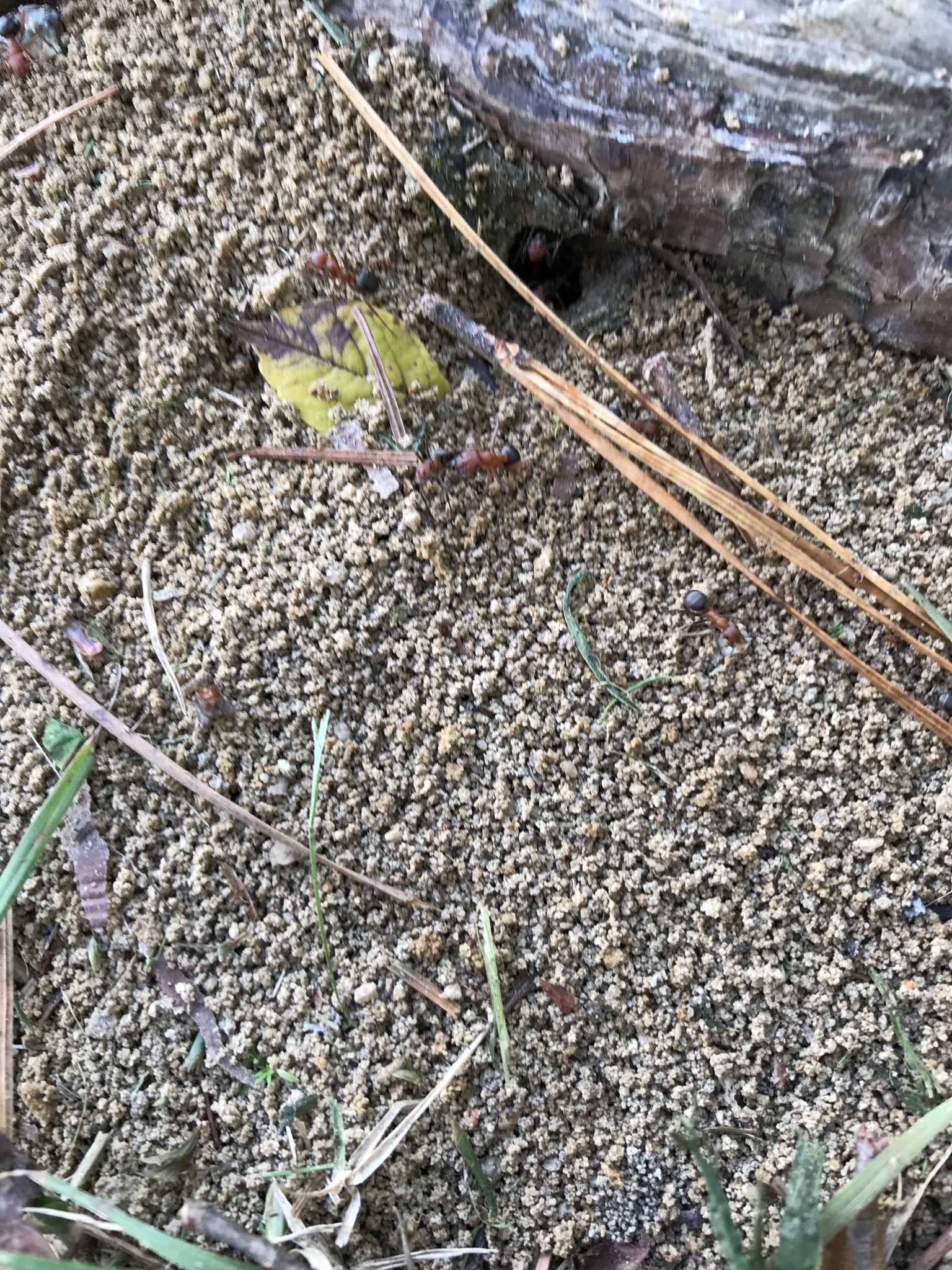 Formica integra