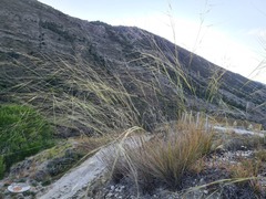 Stipa daghestanica