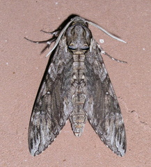 Agrius godarti