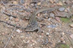 Aspidoscelis neotesselatus