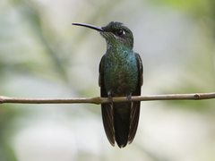 Heliodoxa leadbeateri