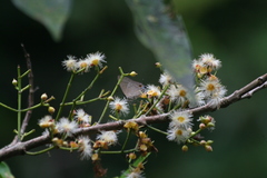 Deudorix epijarbas