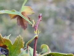 Crataegus daghestanica