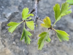 Crataegus daghestanica