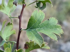Crataegus daghestanica