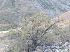 Crataegus daghestanica