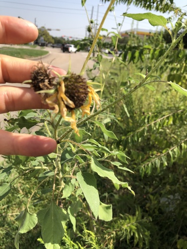 Helianthus annuus