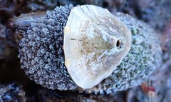 Amblychilepas omicron