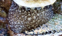 Amblychilepas omicron