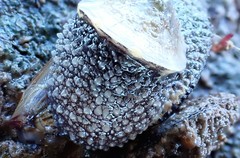 Amblychilepas omicron