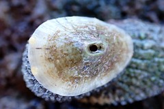 Amblychilepas omicron