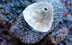 Amblychilepas omicron