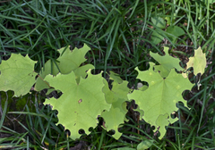 Cercis canadensis