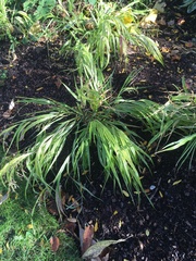 Hakonechloa macra