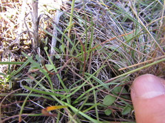 Armeria maritima elongata