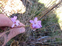 Armeria maritima elongata