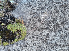 Gypsophila tenuifolia