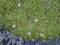 Gypsophila tenuifolia