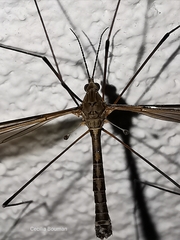 Tipula lateralis