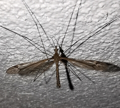 Tipula lateralis